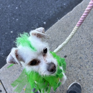 Fundraising Page: Christeen Law